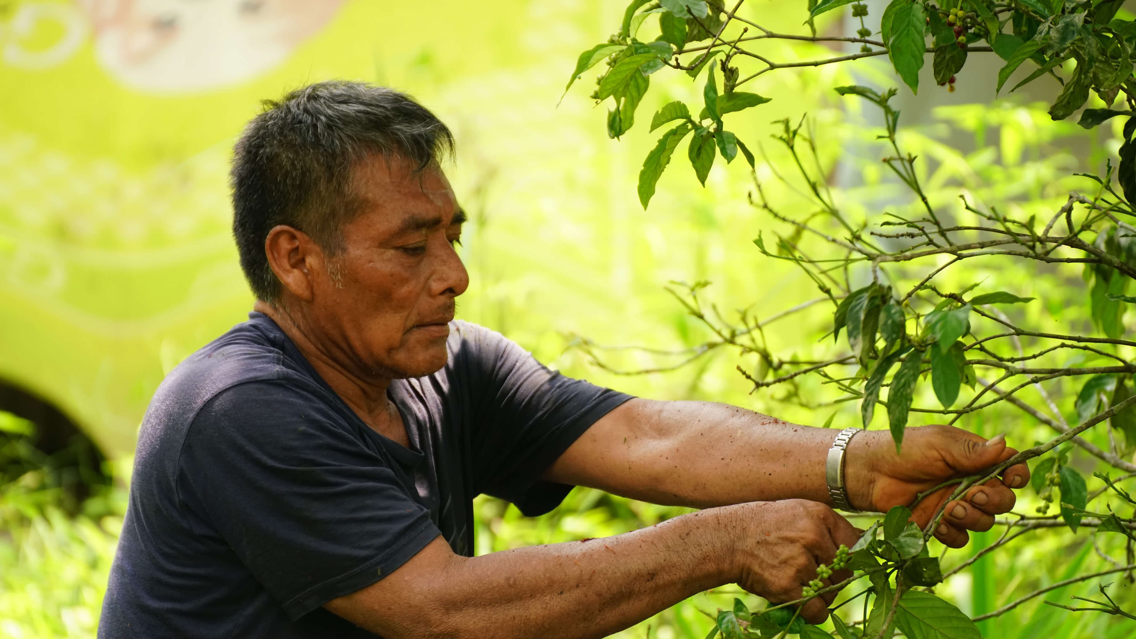 Traditional indigenous healing ceremony with natural plant medicine and cultural practices